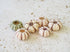 Baby Sputnik Sea Urchin - Pack of 10